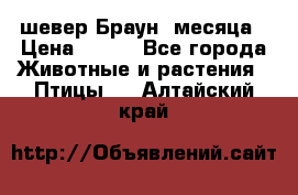 шевер Браун 2месяца › Цена ­ 200 - Все города Животные и растения » Птицы   . Алтайский край